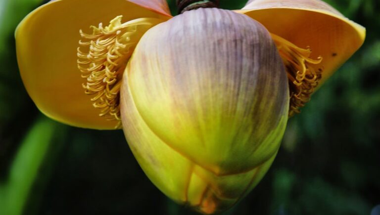 Unlocking the Secrets of Banana Blossom Recipe: A Culinary Journey